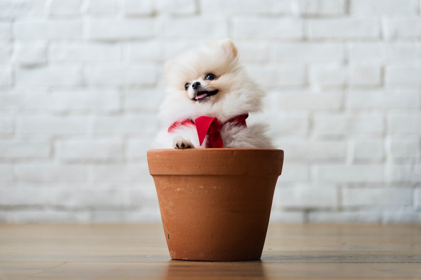 pet